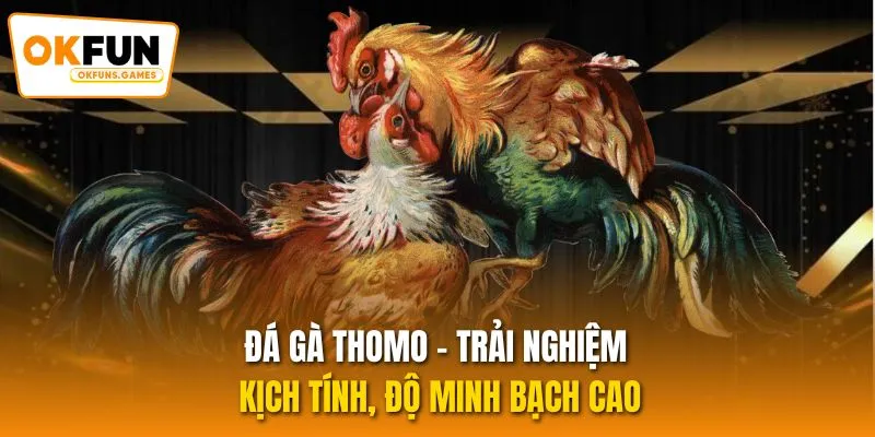 Đá Gà Thomo - Trải Nghiệm Kịch Tính, Độ Minh Bạch Cao