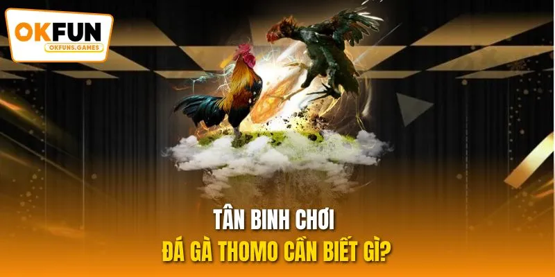 Tân binh chơi đá gà Thomo cần biết gì?