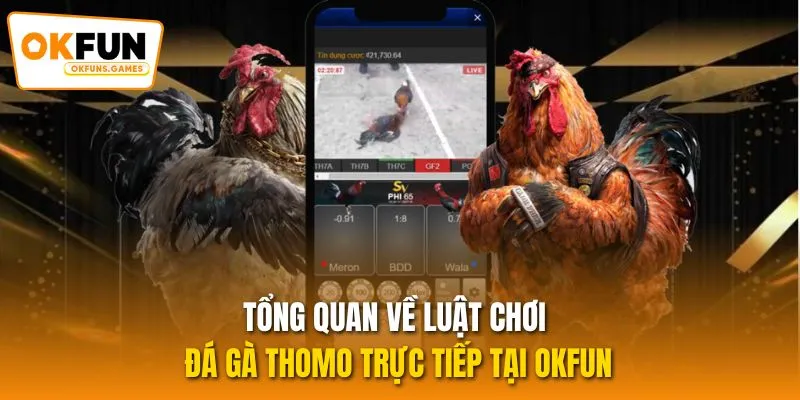 Tổng quan về luật chơi đá gà Thomo trực tiếp tại OKFUN